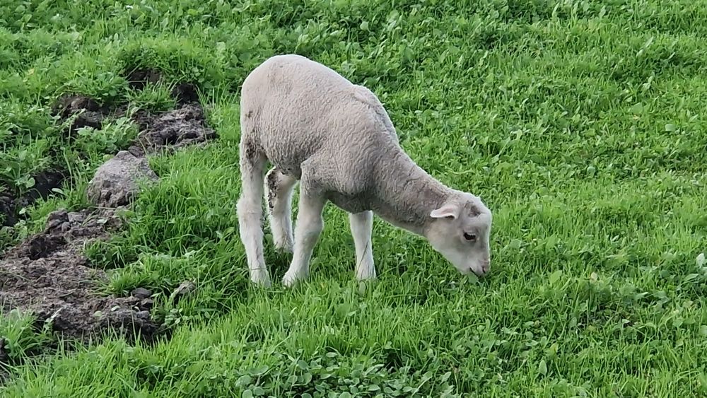 Borrego / cordeiro para a Páscoa