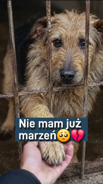 Alfik gaśnie w schronisku. Podaruj mu nowy początek