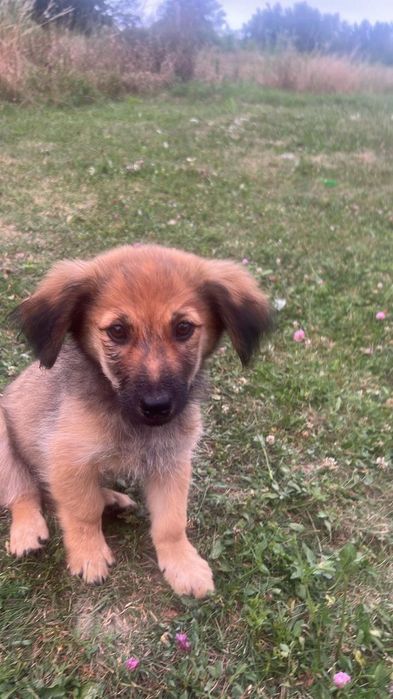 Собачки дворняшки (хлопчики і дівчата) Віддам в добрі руки ) Вибирайте