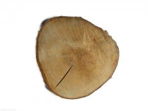 Producent Plastrów drewna 3-50cm sprzedaż brzoza plastry dąb