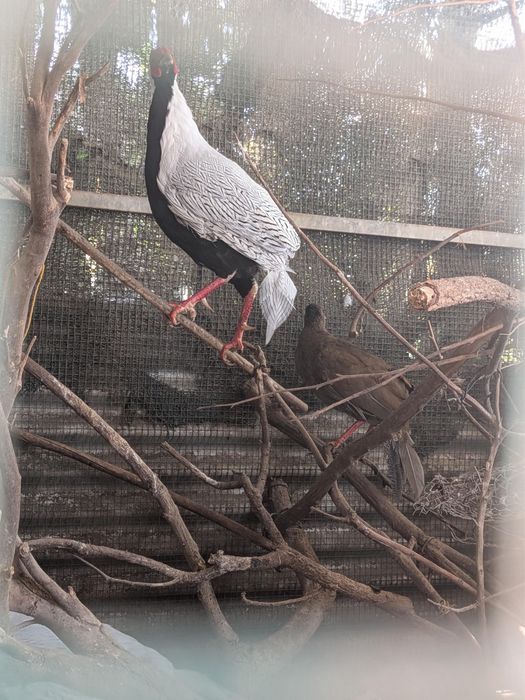 Casais de Faisões Prateados (Silver Pheasant) Adultos