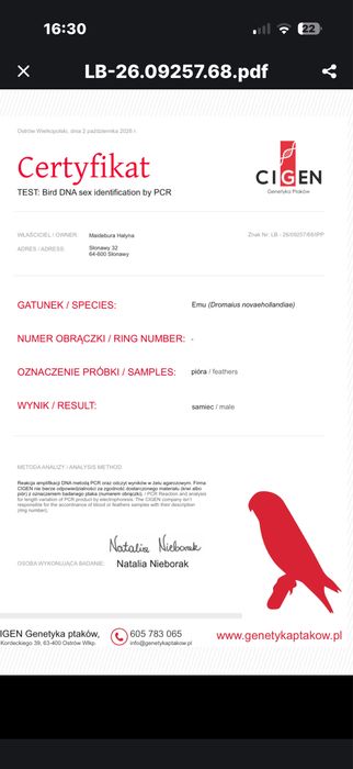 EMU Samiec  1.5 roku DNA