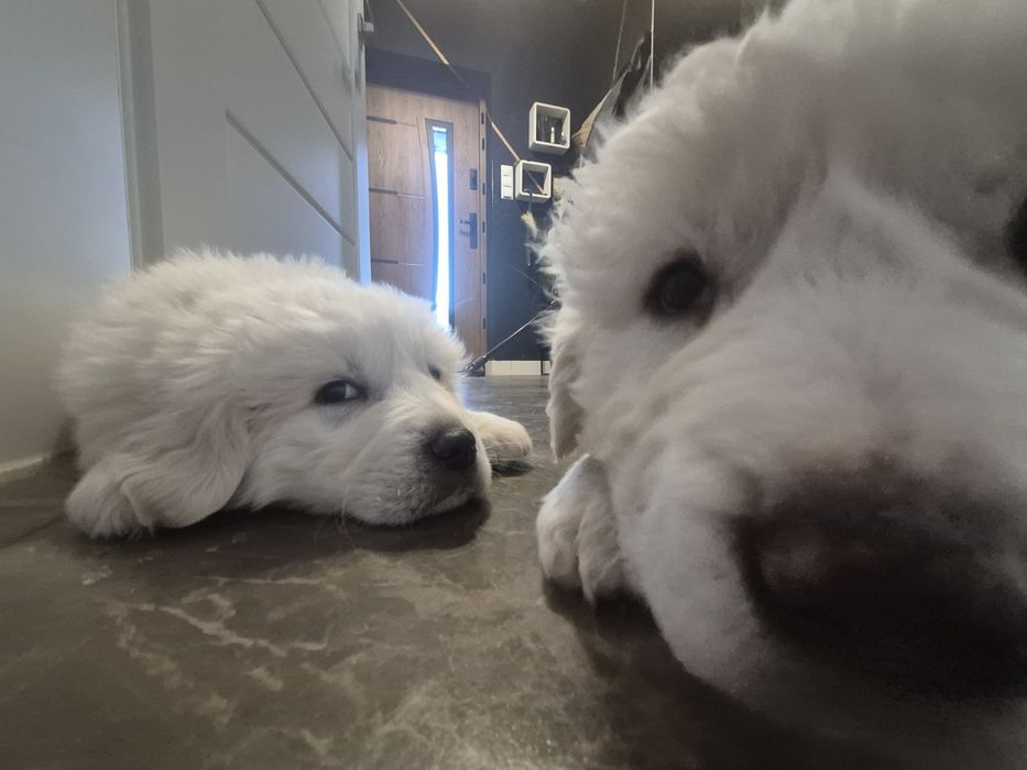 Owczararki Podhalańskie ostatnia suczka