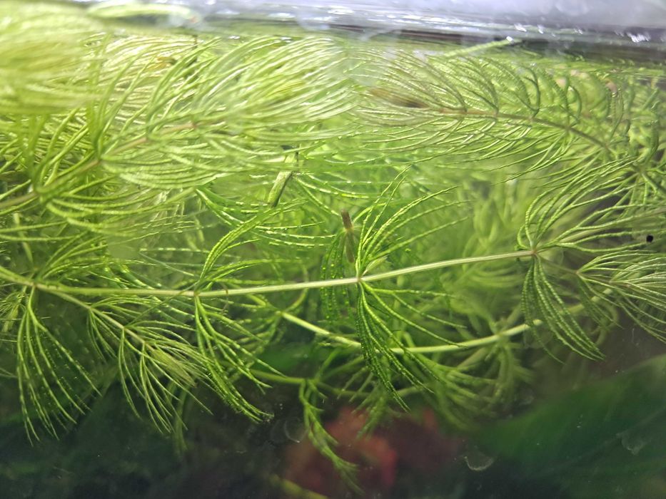 Planta aquário foxtail