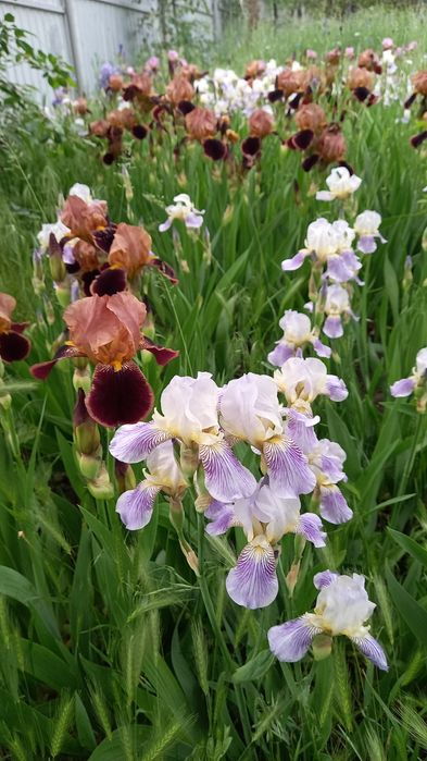 Ірис старі сорти квіти півники