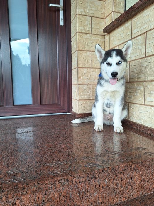 Husky Syberyjski