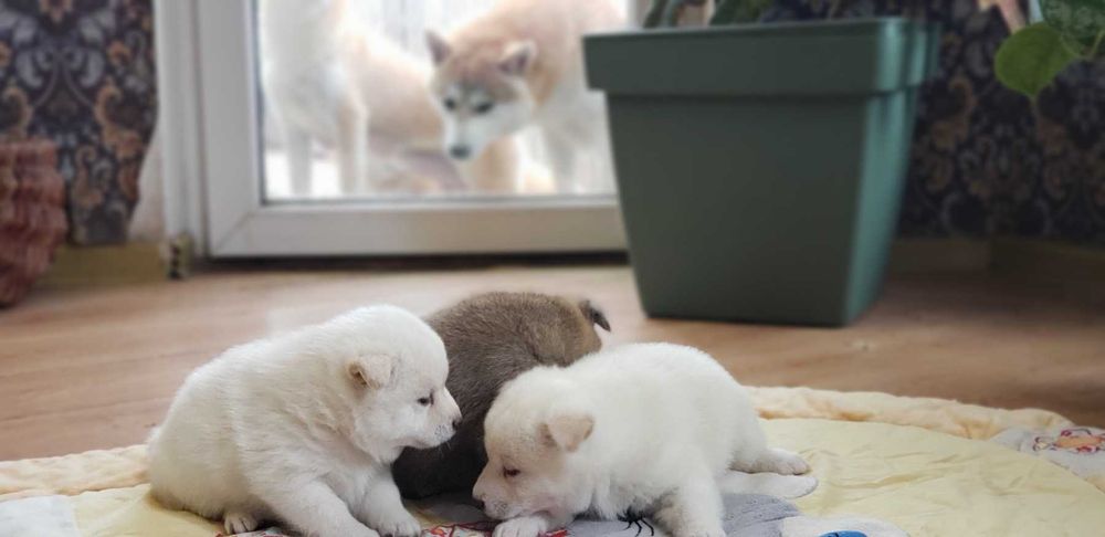 Шиба/Сіба/Shiba, КСУ-FCI! Київ, або відправлю. Є "Оплата частинами"