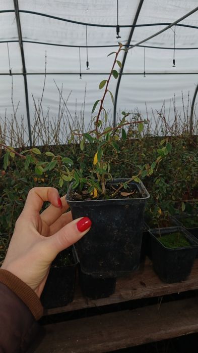 Дерен, флокс, спірея, бересклет, будлея, вейгела, плющ гурт листяні