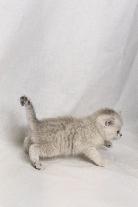 Кошеня британська срібна короткошерста шиншила