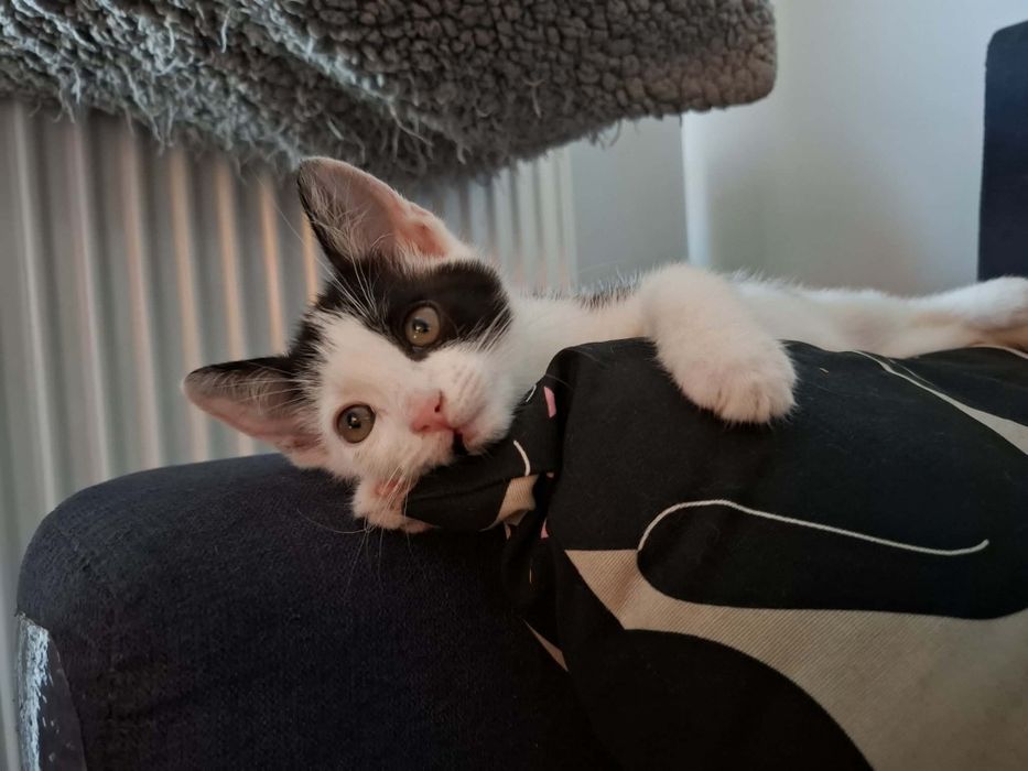 Cudne kociaki, kotki do adopcji,  kot, kotek