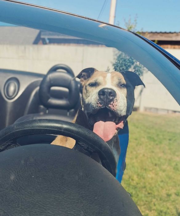 Czy ten pyszczek długo jeszcze będzie czekał na dom?