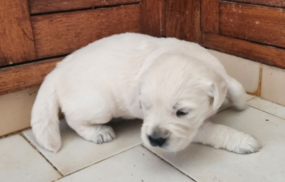 Golden Retriever com LOP