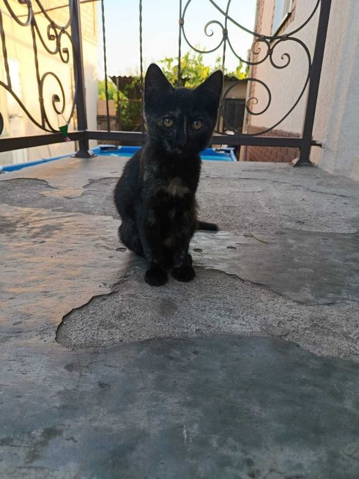 Котики Крисоловки!!