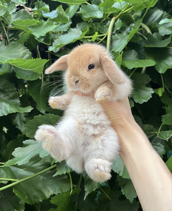 Karzełek Baranek Mini Lop Karzełek Teddy Karzełek Niderlandzki Nederland Królik Króliki Miniaturka Metryka Rodowód Legalna Hodowla