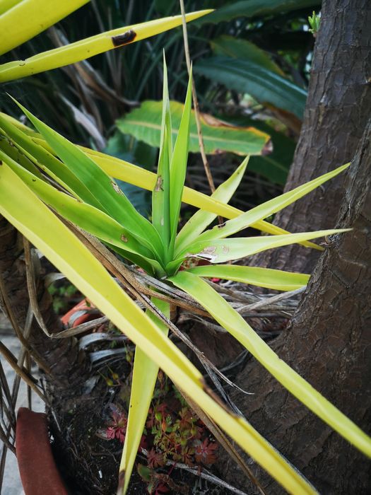 Planta ornamental Fiteira