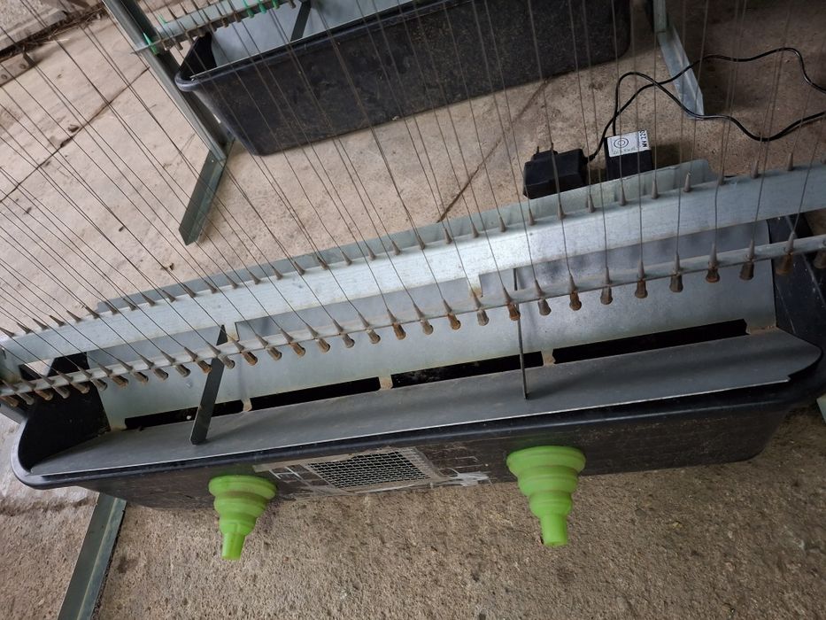 Harpas abelhas asiaticas