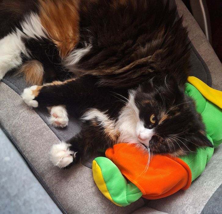 Віддам в хороші руки