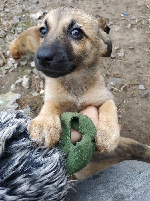 Вакциновані собачки шукають господарів