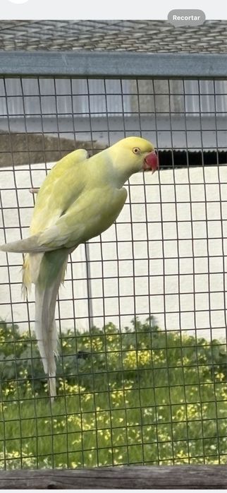 Ring neck Azul turquesa pálido