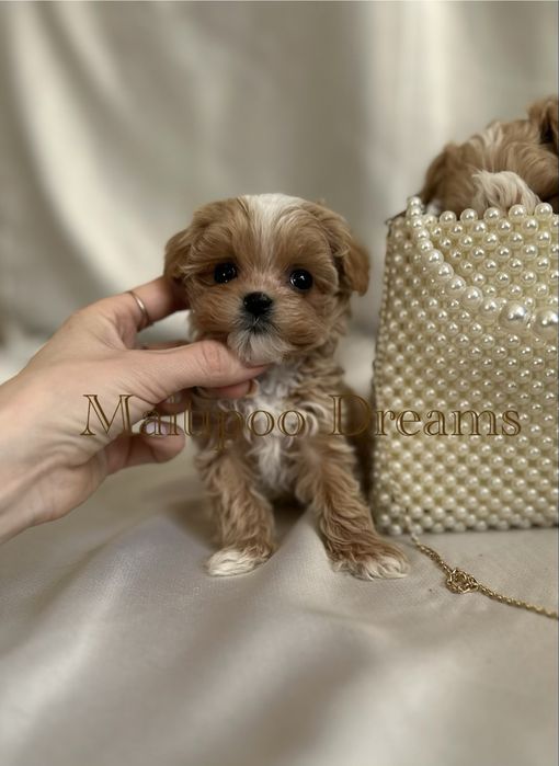 Девочка мальтипу ф1 супер мини беби фейс