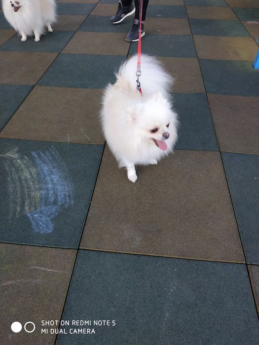 Дівчинка КСУ доросла