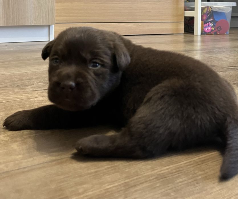 Labrador retriever  czekoladka