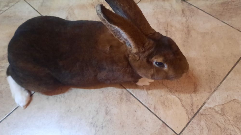 Królik castorex samiec