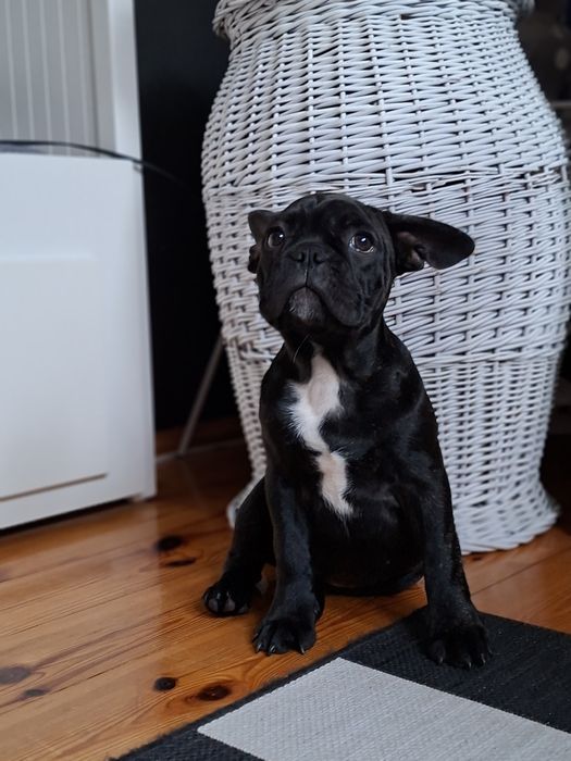 Buldog francuski