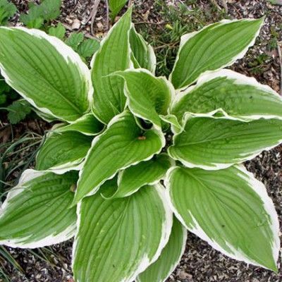 Хоста гигантская