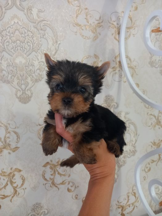 Радость в   дом !