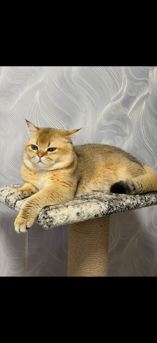 Кот на вязку Золотая шыншыла
