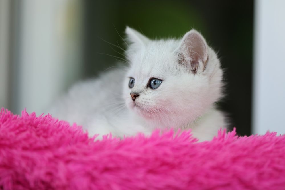 Хлопчик срібна шиншила