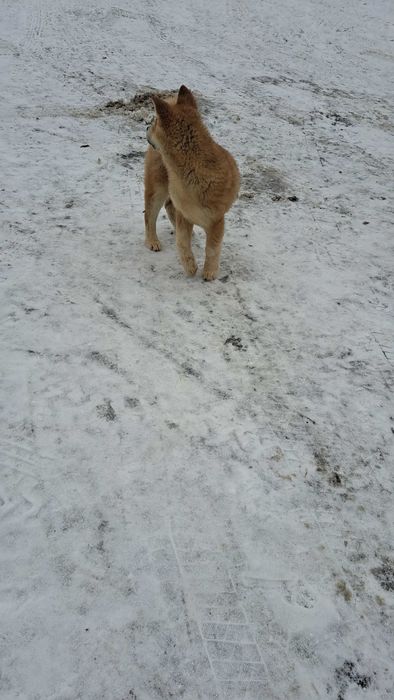 Akita inu sprzedam suczka