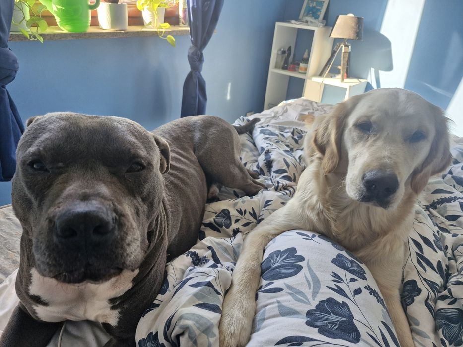 Szczeniaczki do wziecia