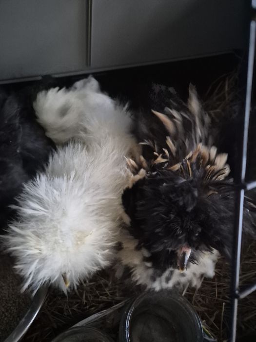 Kurki silki sprzedam