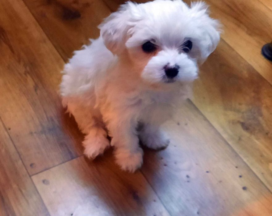 Urocza sunia  . Gotowa do odbioru