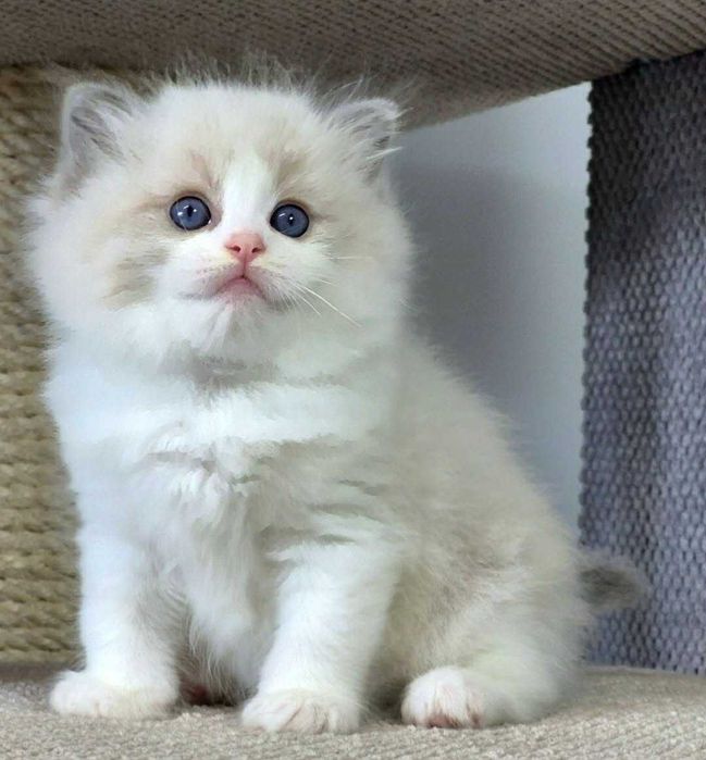 Ragdoll Kocurek Niebieski bikolor z rodowodem