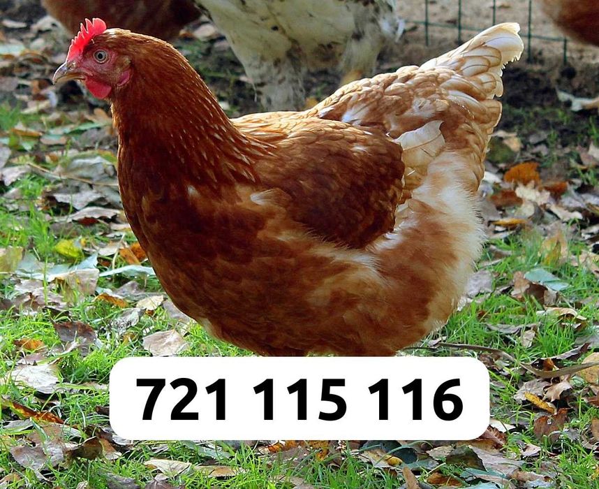 Kury Nioski Dowóz Gratis Cała Polska