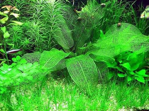 Aponogeton Madagascariensis