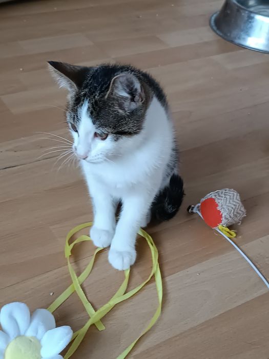 trzy piękne młode kitku do adopcji