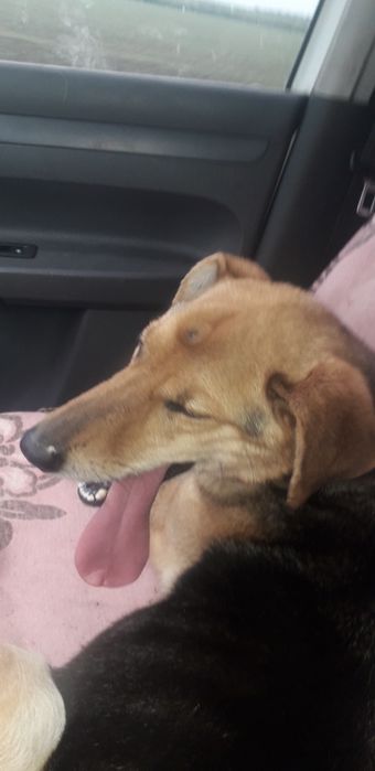 ЗООТАКСИ!Доставка животных.Перевозка собак,кошек,пони,телят,коз и т.д.