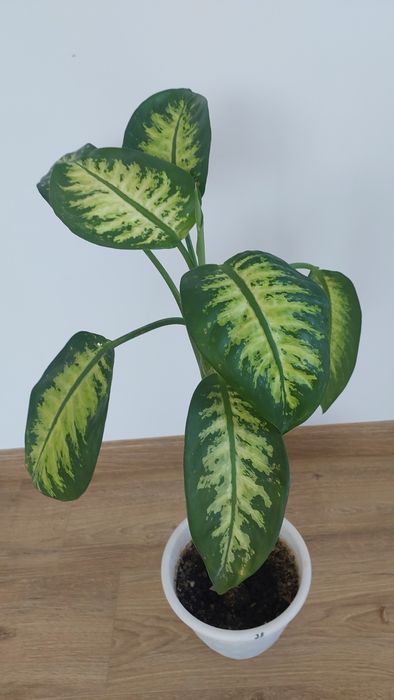 Дефінбахія прекрасна