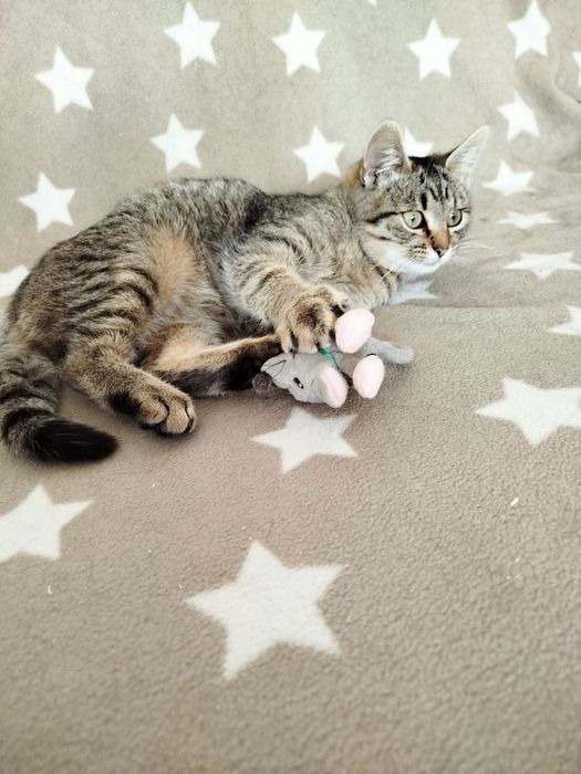 Кошеня в гарні руки