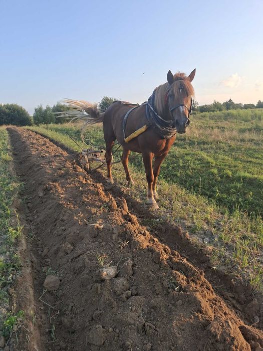 Продається кобила