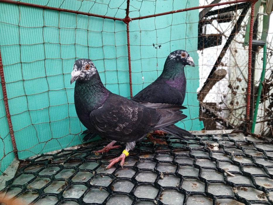 Mulemans Mulemansy para ptaki gołębie ozdobne