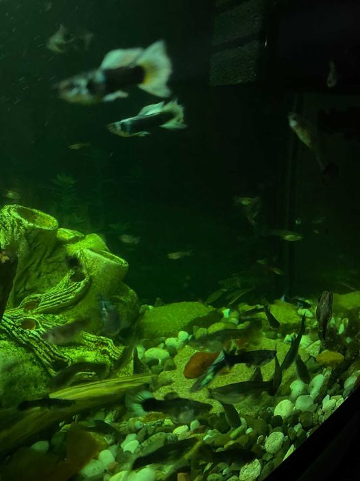 Акваріумні риби Гуппі