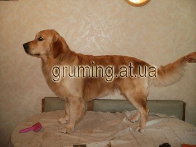 Стрижка собак и котов по приемлемым ценам. Днепропетровск.