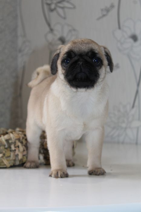 Мила мала мопсішка