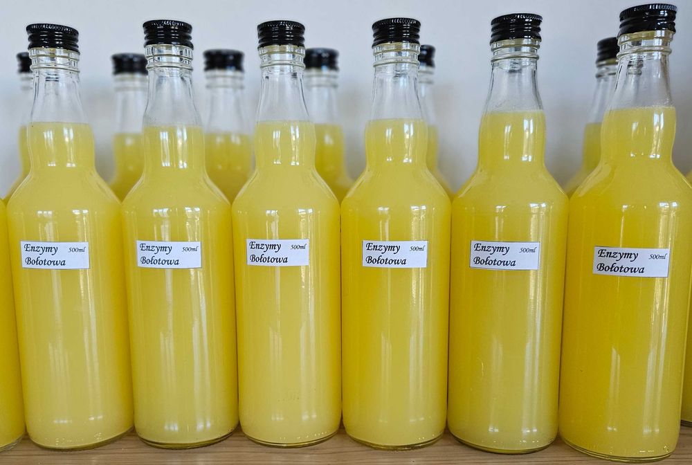 Kwas Enzymy Bołotowa 3 litry na koziej serwatce 6x500ml