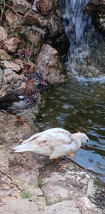 rosicolis e patos mandarins